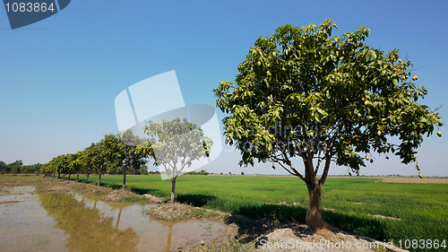 Image of Mango trees in Cambodia