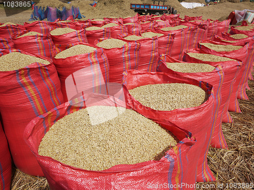 Image of Sacks of rice during harvest