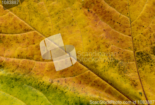 Image of Leaf texture