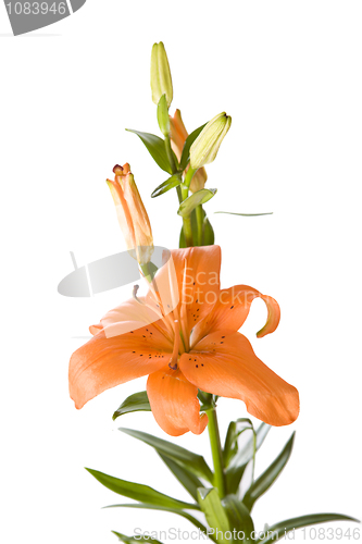 Image of Orange lily