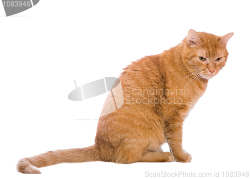 Image of cat