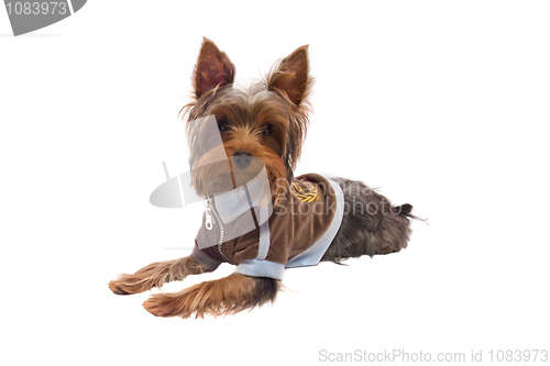 Image of yorkshire terrier