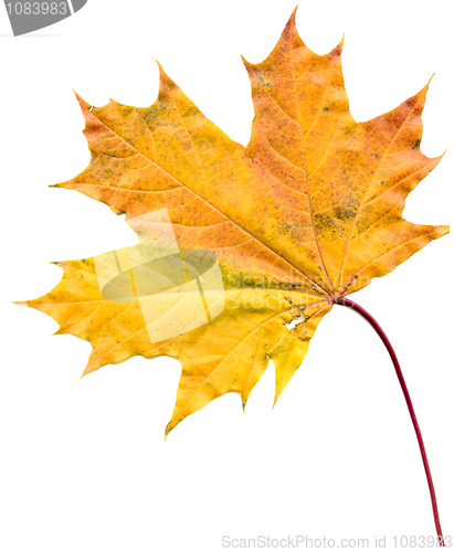 Image of Maple leaf