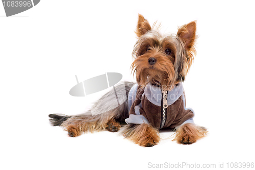 Image of yorkshire terrier