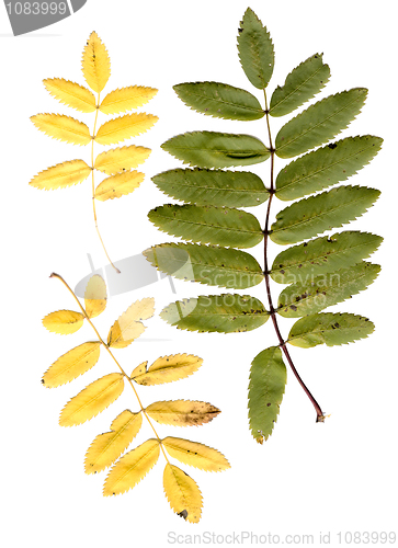 Image of rowan tree leaves