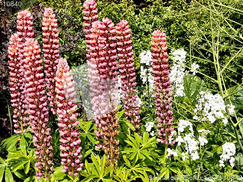 Image of pink flowers