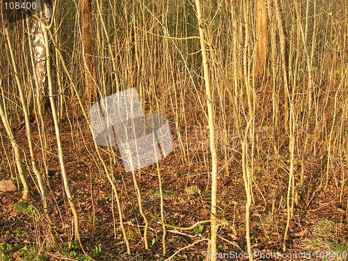 Image of Forest