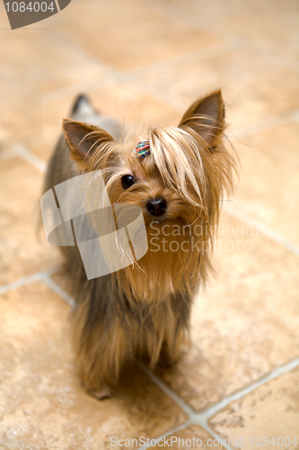 Image of yorkshire terrier