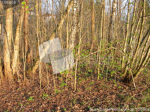 Image of Forest