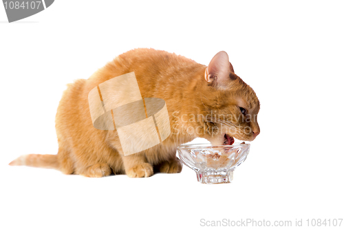 Image of Cats dinner
