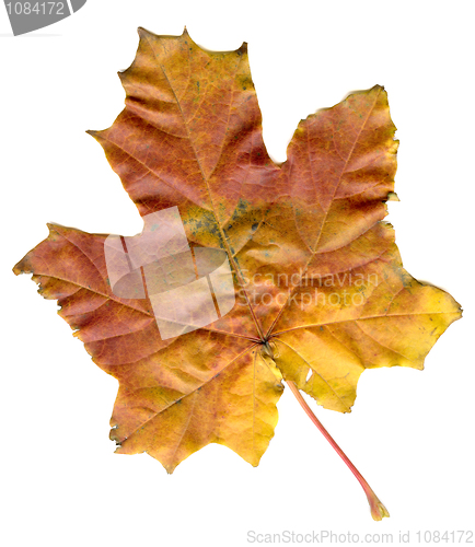 Image of maple leaf