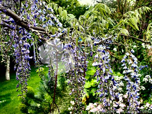 Image of Purple Wisteria