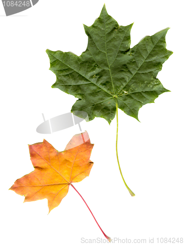 Image of Maple leaf