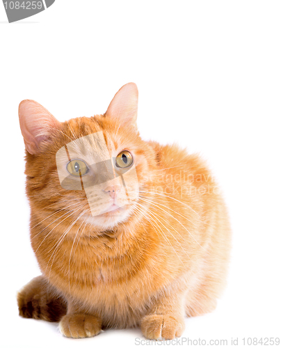 Image of Cat 