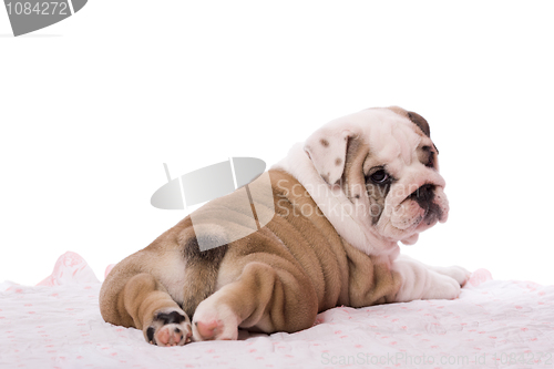 Image of english bulldog