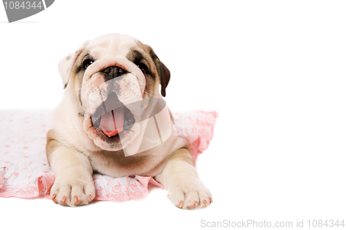 Image of Yawning puppy