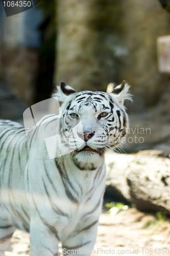 Image of White Tiger