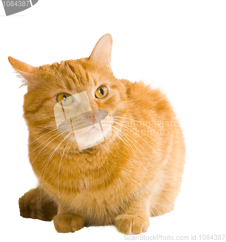Image of cat