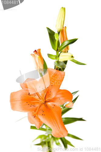 Image of Orange lily