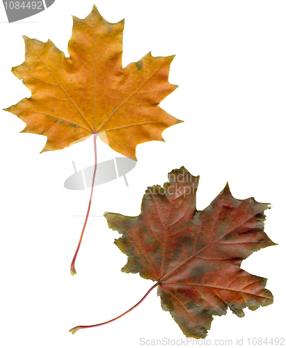 Image of maple leaves