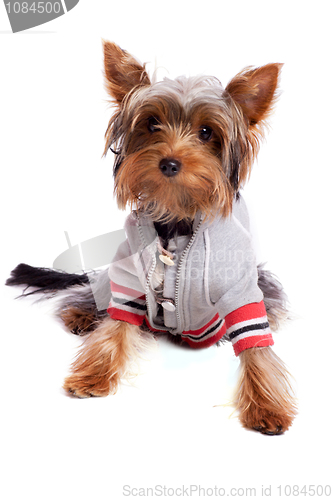 Image of yorkshire terrier