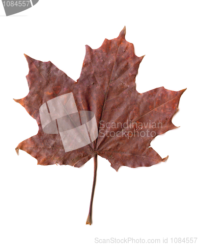 Image of Maple leaf