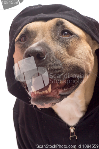 Image of American staffordshiró terrier