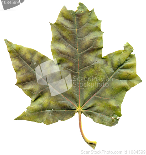 Image of Maple leaf