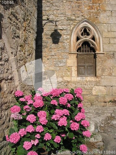 Image of Old french church with hydrangea.