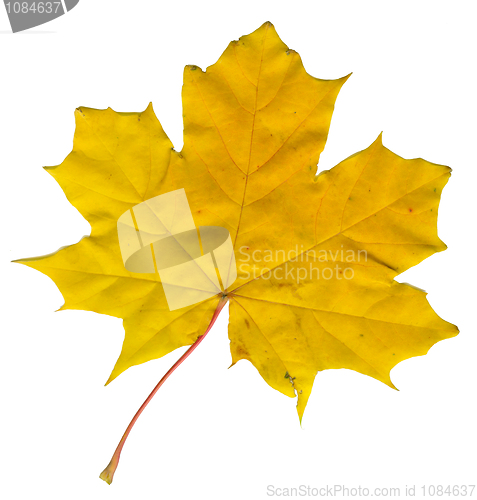 Image of maple leaf