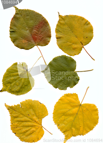 Image of lime leaves