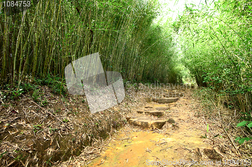 Image of Bamboo lane 