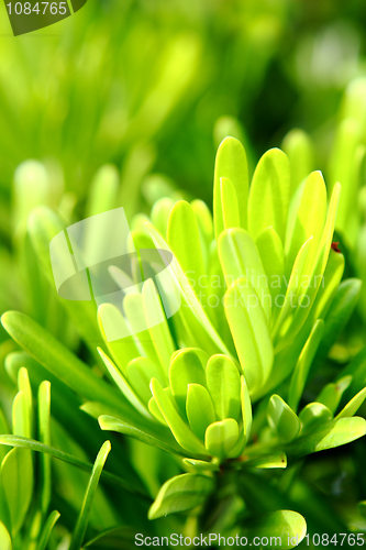 Image of Fresh green grass 