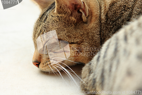 Image of Ginger cat sleeping on bed 