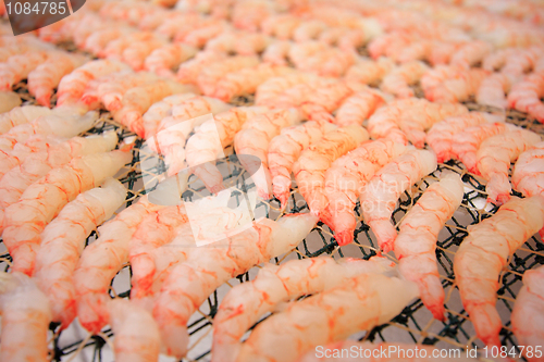 Image of large amount of shrimps is drying in the sun 