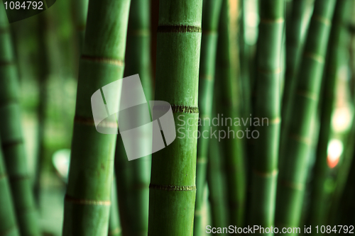 Image of Bamboo Forest 