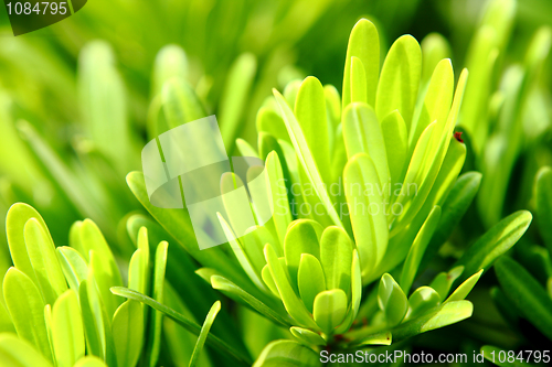 Image of Fresh green grass 