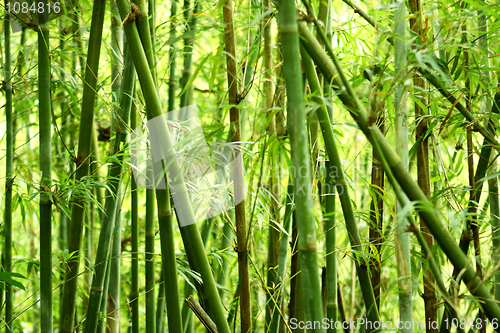 Image of bamboo background 