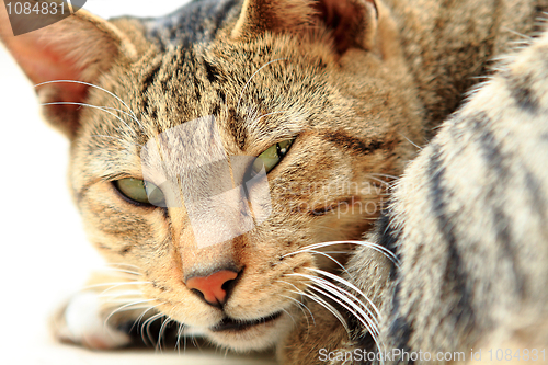 Image of Image of fluffy grey cat looking at camera over white background