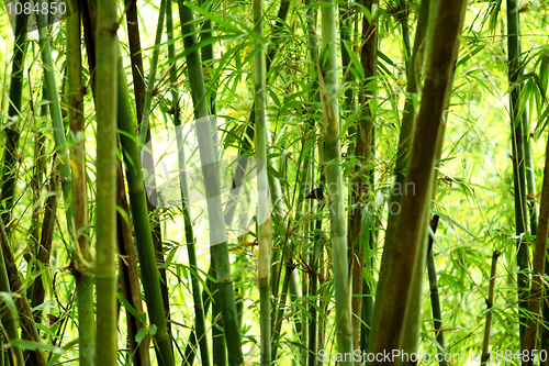 Image of bamboo background 