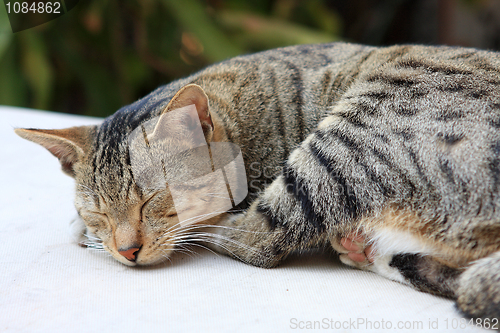 Image of Cute ginger cat sleeping on a table. 