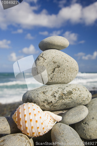 Image of Seashell by The Shore