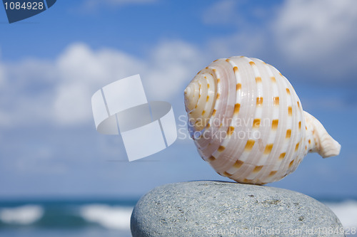 Image of Seashell by The Shore