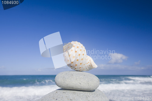 Image of Seashell by The Shore