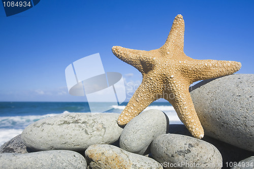 Image of Starfish