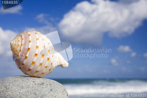 Image of Seashell by The Shore