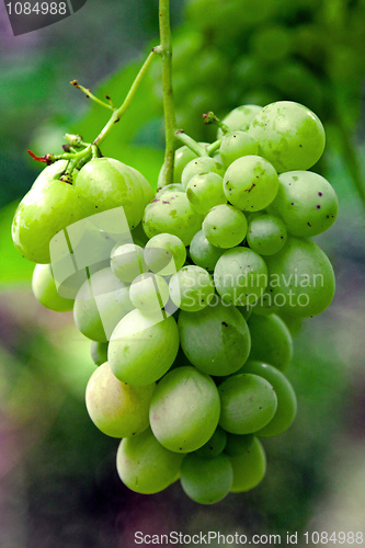 Image of Green grape