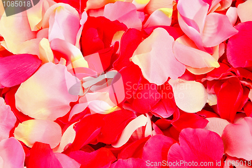 Image of Petals