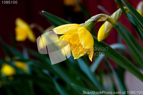 Image of Daffodils