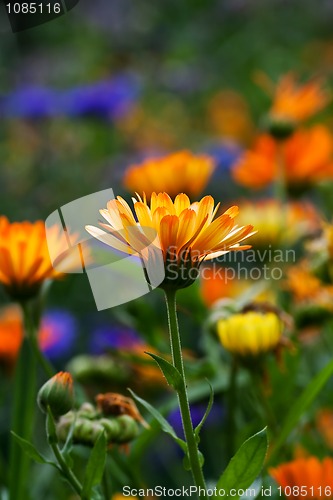 Image of Pot marigold